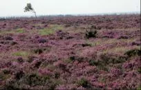 frederiks alhedens borgerforening